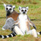 Ringtailed_lemurs_small_square