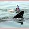 Shark_small_square