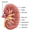 Anatomy_kidney_midsagital_small_square