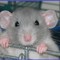 14358_small_square