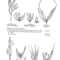 Fe%20clements_small_square