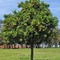 Lemon%20tree_small_square