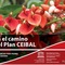 Ceibal_small_square