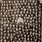 Congress-38th_small_square