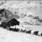 Stamapede_trail_1930_small_square