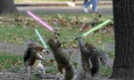 Jedi_squirrels_tiny_landscape