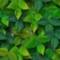 Green_small_square