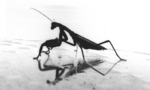 Mantis_tiny_landscape