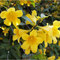 Sc-state-flower-yellow-jessamine_small_square