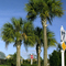 Cabbage-palm-tree5_small_square