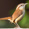 Carolina_wren1_small_square