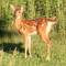 White-tailed-deer-fawn_small_square