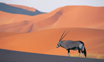 Oryx_antelope_tiny_landscape
