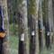 Rubber_trees_small_square