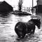 North_sea_flood_1953_small_square