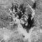 Parbo_small_square