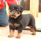 Rottweiler_puppies_for_adoption_small_square