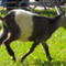 Goat2_small_square