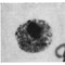 Nucleous_small_square