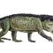 Erythrosuchianwp_small_square