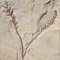 Firstplant11_small_square