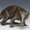 Morgie_small_square
