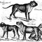 Bull-typ_small_square