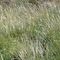 Grasses_logo6_small_square