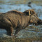 Wild_boar_1_small_square