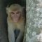 Rhesus_small_square
