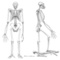 091001-03-skeleton-ardi-human-ancestor_big_small_square