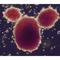 Stem-cells_small_square