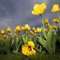 Yellow_flowers_small_square