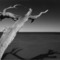 Nick-uselman-gelatin-silver-print_small_square