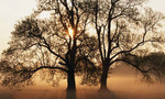 Tree_tiny_landscape